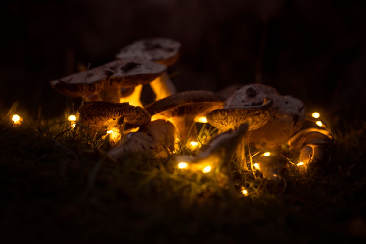 Magical close-up of mushrooms illuminated by warm fairy lights at night in a forest setting.