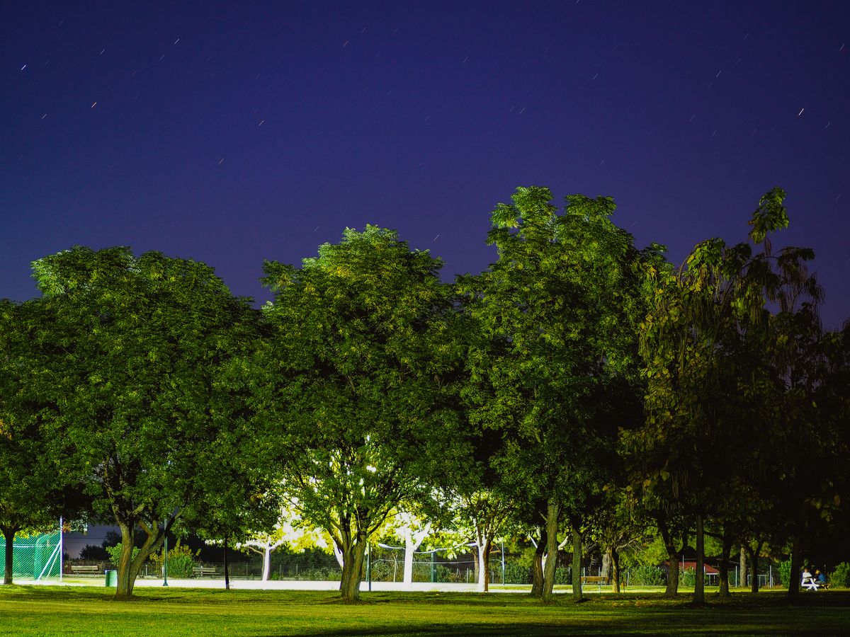 Peaceful evening scene in a park with illuminated trees and clear sky.