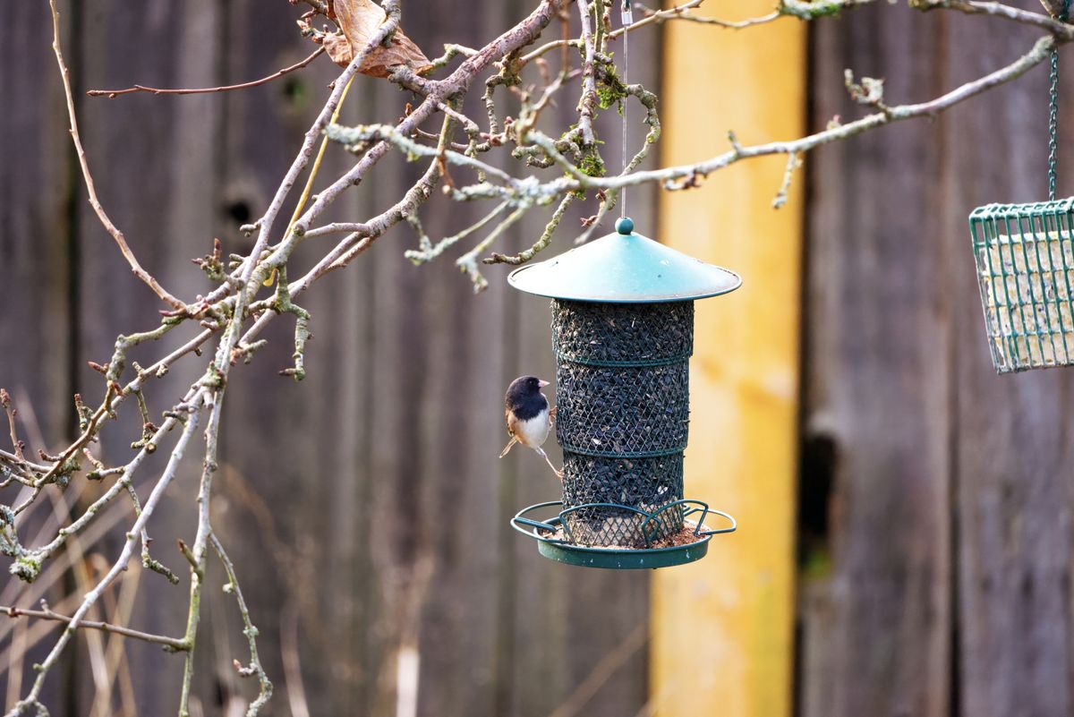 A chickadee perched on a hanging bird feeder in a backyard garden during winter.