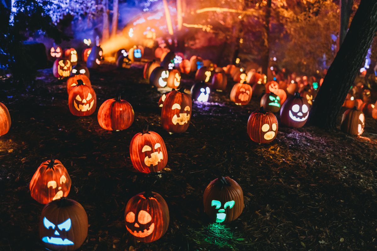 Illuminated Jack-o'-lanterns create a spooky atmosphere in a forest during Halloween night.