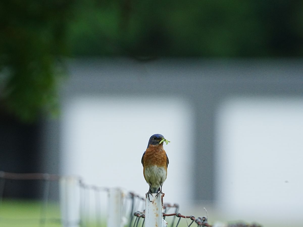 Eastern bluebird perched on a fence post with an insect in its beak, showcasing wildlife behavior.