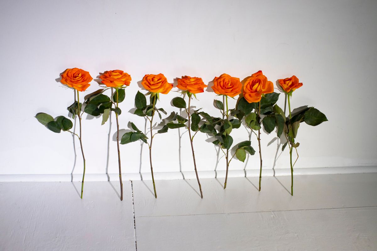 Bright orange roses lined up against a simple white background, perfect for floral designs.