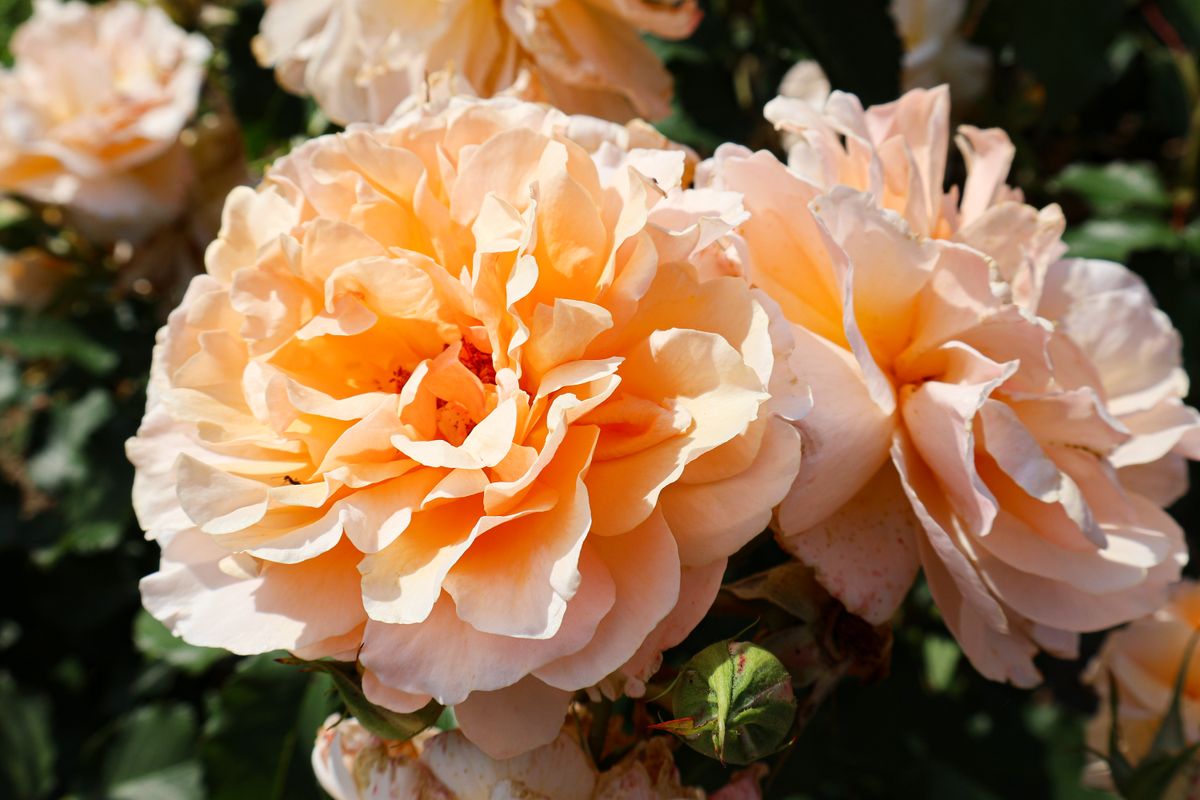 Close-up of vibrant apricot roses blooming under the sunlight, showcasing floral beauty.