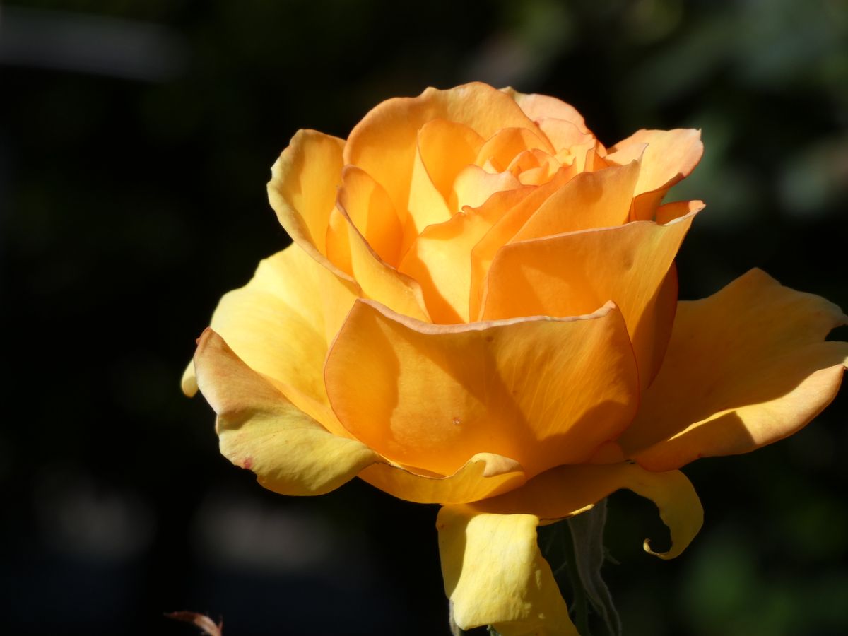 Close-up of a vibrant yellow rose showcasing its delicate petals in full bloom.