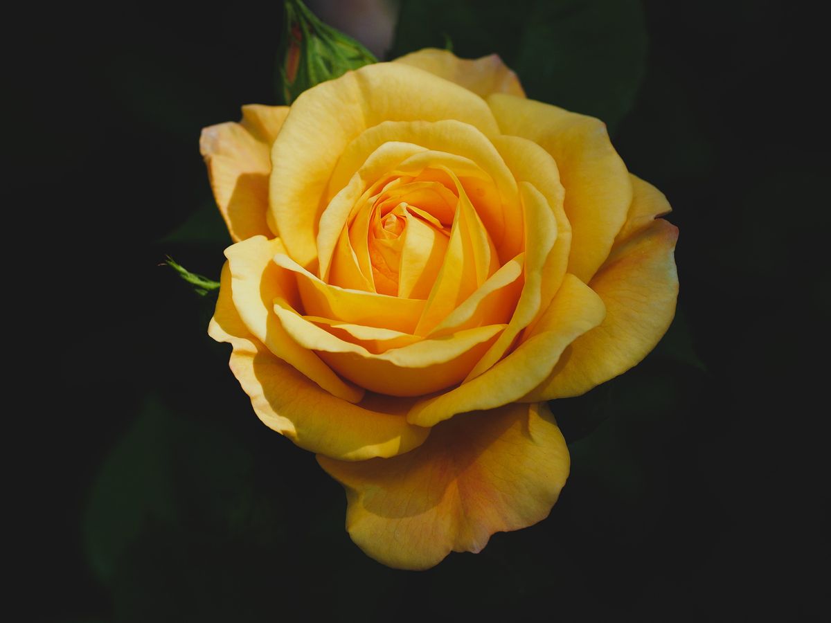 A stunning close-up of a blooming yellow rose, showcasing delicate petals and natural beauty.
