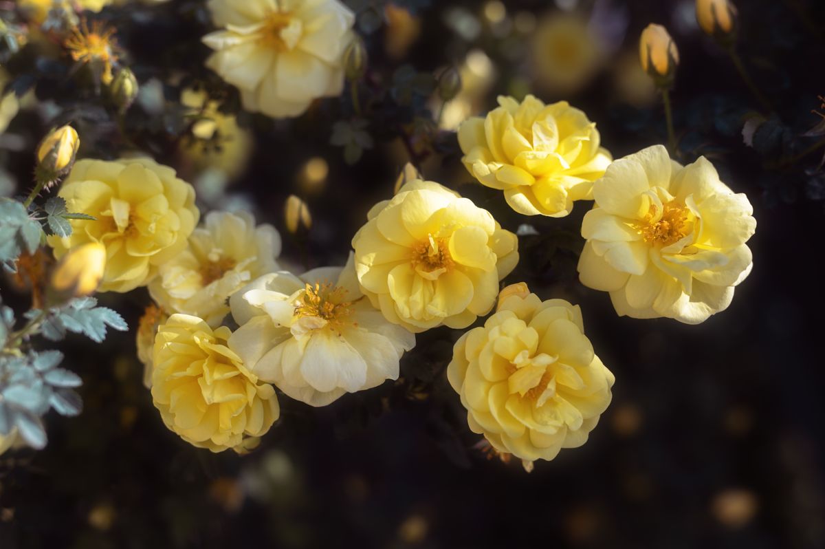 Close-up of flourishing yellow roses with soft sunlight and lush green foliage, ideal for floral themes.
