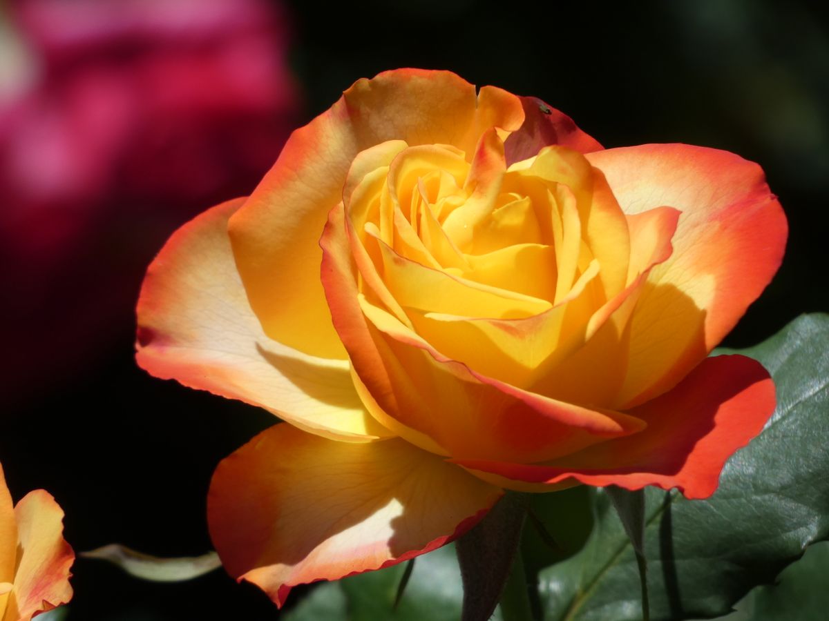 Closeup of a vibrant orange and yellow rose in sunlight showcasing its delicate petals.