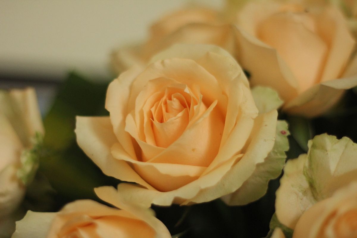 Beautiful peach colored roses captured in a close-up, showcasing delicate petals.