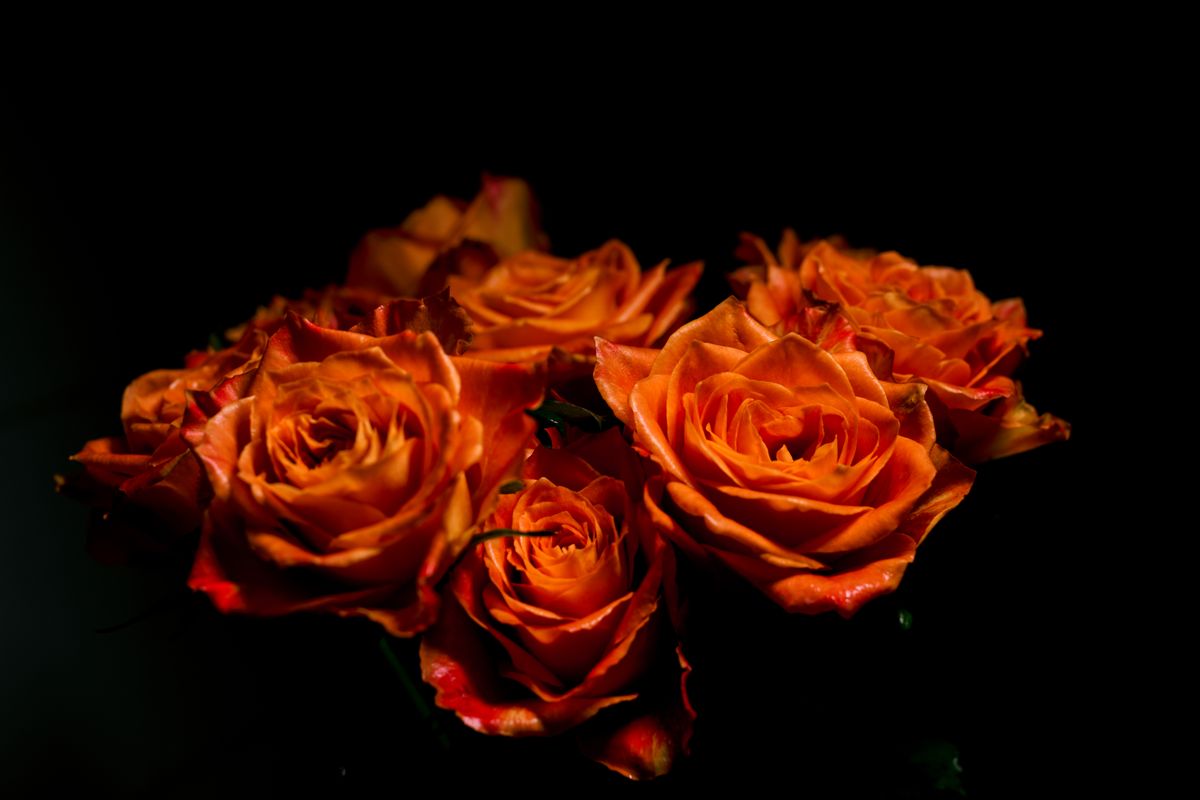 A close-up of blooming orange roses with a dramatic dark backdrop, highlighting their vibrant color and delicate petals.