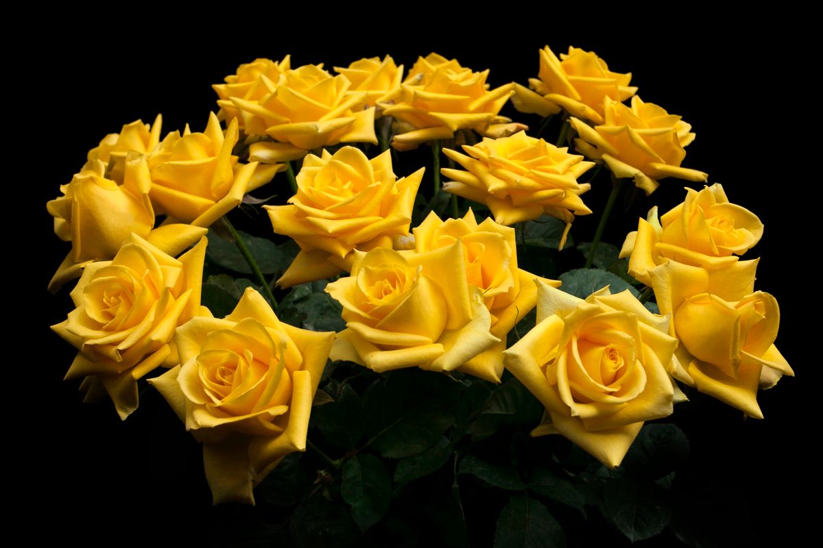 A stunning bouquet of vibrant yellow roses in full bloom against a stark black background.