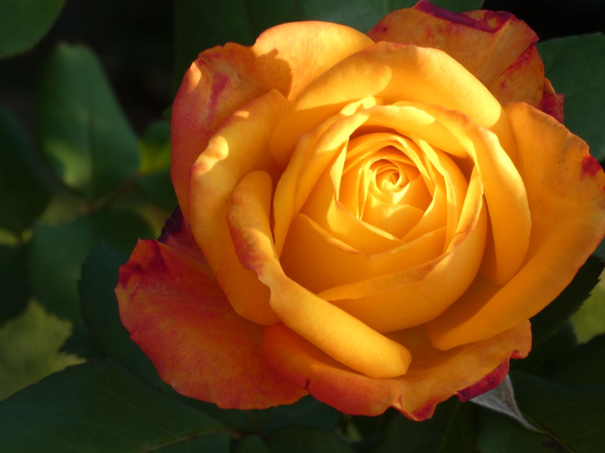 Close-up of a vibrant orange rose in a Sydney garden, showcasing its rich colors and blooming petals.