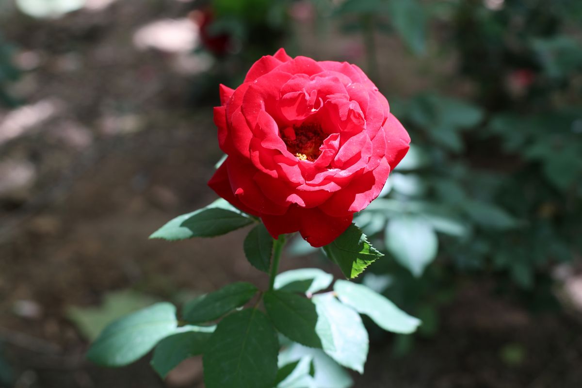 Detailed close-up of a blooming red rose with vibrant petals in natural sunlight.