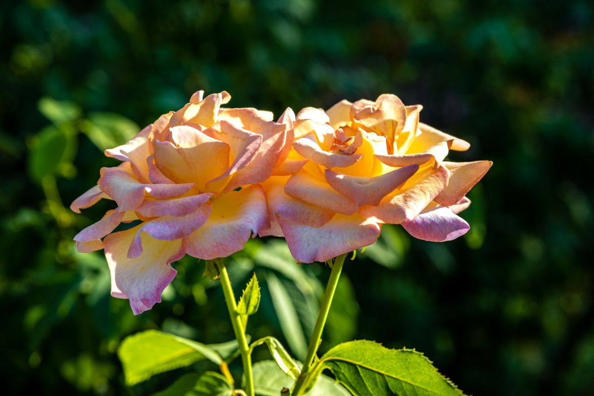 Close-up of vibrant yellow roses with sunlight highlighting delicate petals in a garden setting.