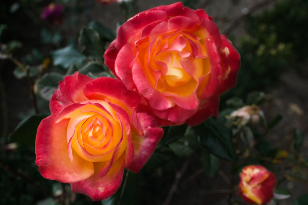 Close-up of blooming garden roses with vibrant pink and yellow petals in an outdoor setting.