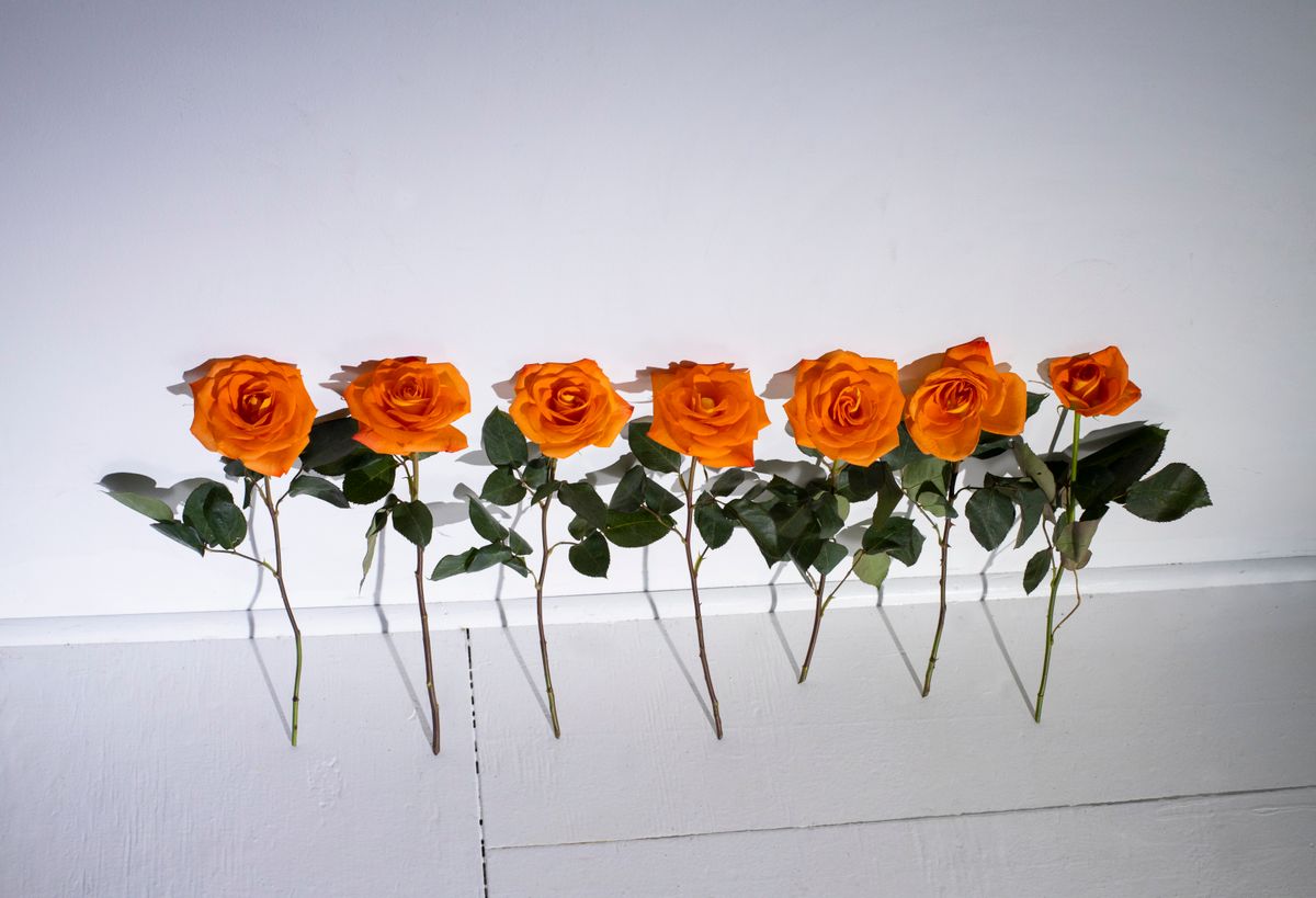 Seven bright orange roses lined up against a clean white wall for a minimalist floral display.