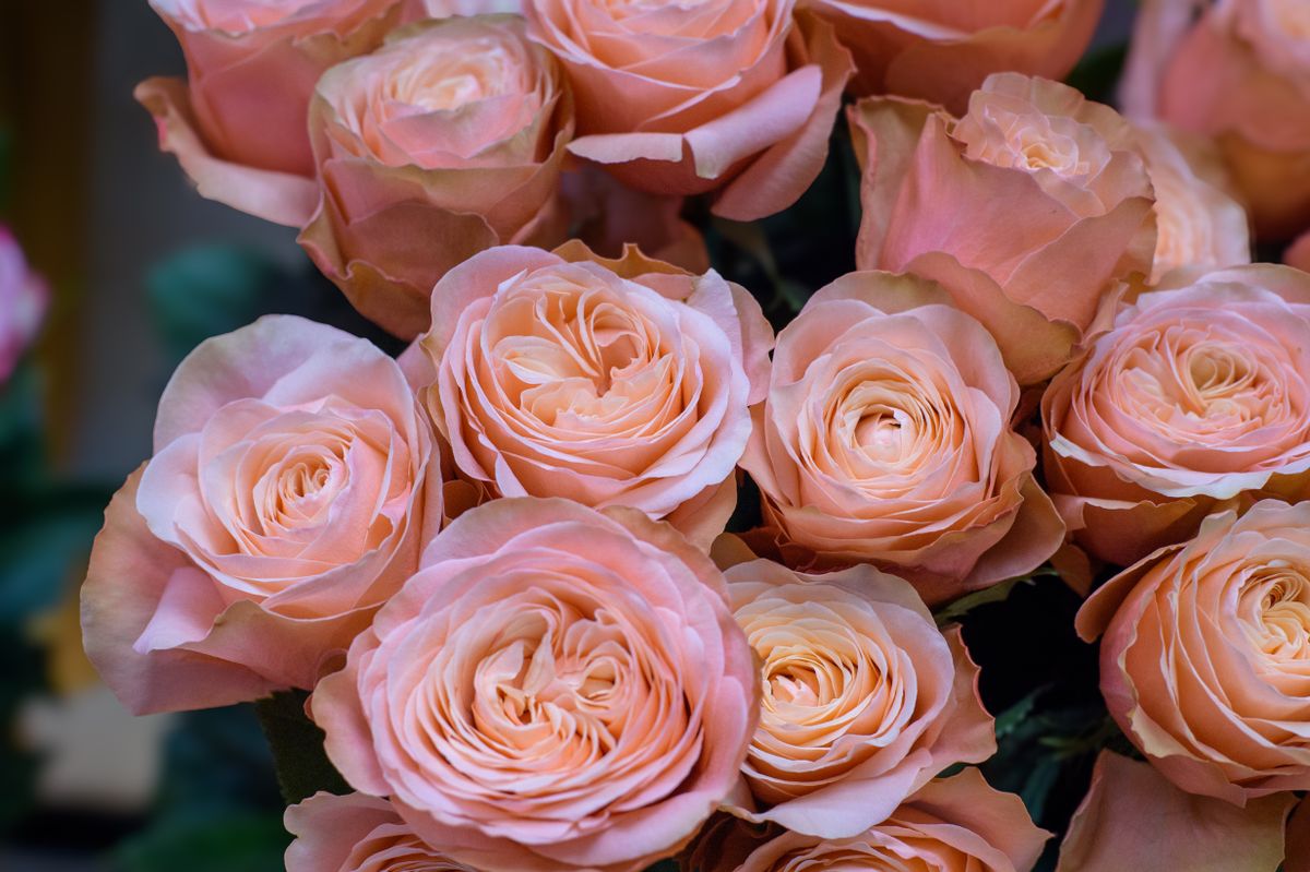 A vibrant close-up of a bouquet of peach roses, showcasing their intricate petals and lush bloom.