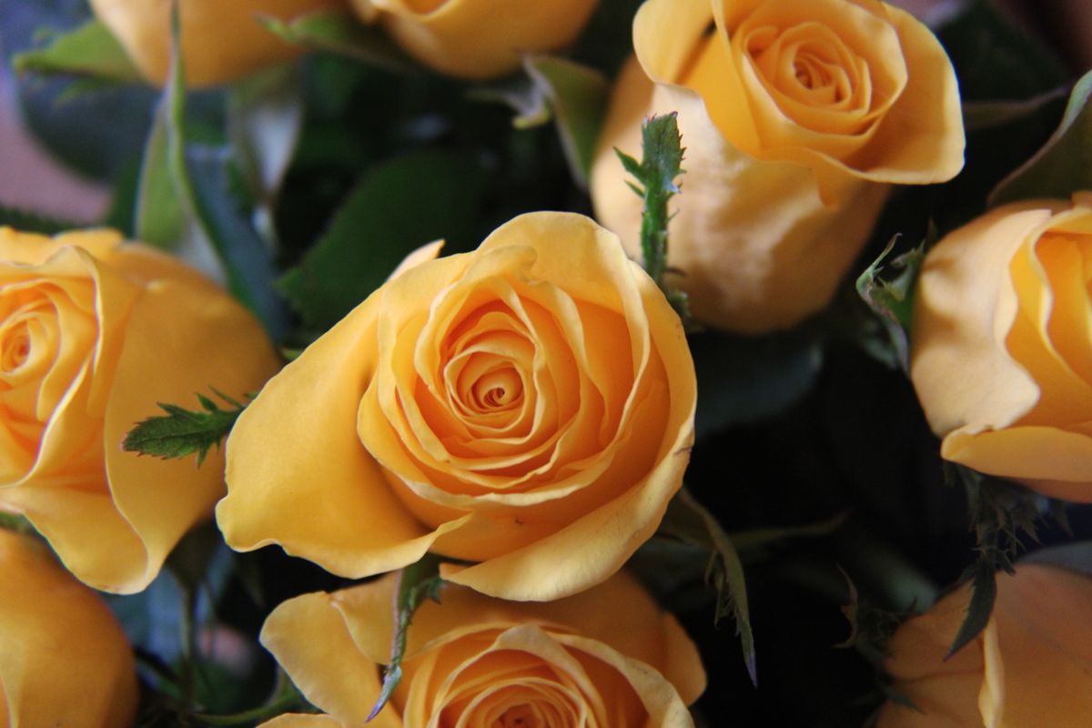 A stunning close-up of vibrant yellow roses in full bloom, perfect for floral decor inspiration.