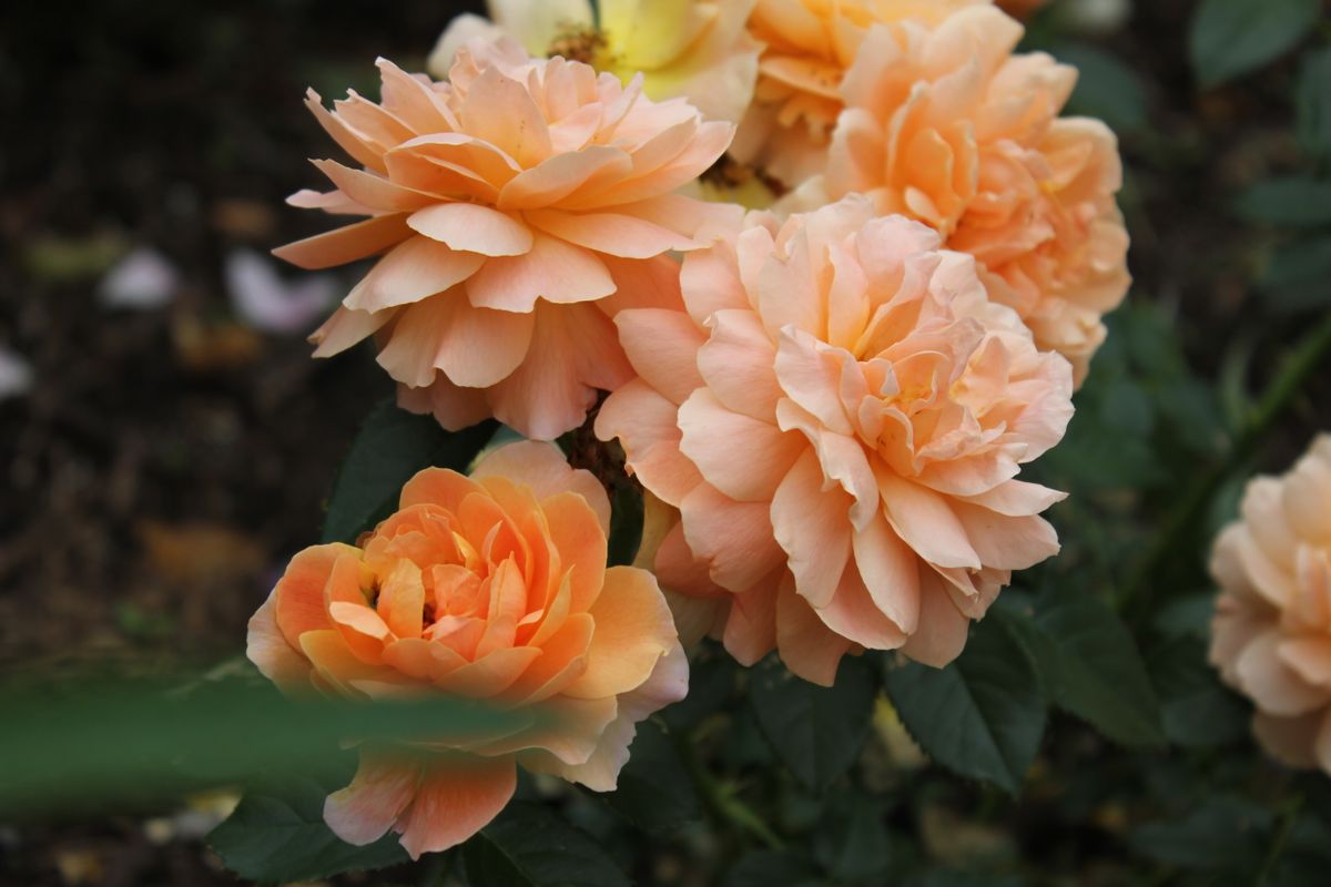 A detailed close-up of vibrant peach roses showcasing their delicate petals in full bloom.