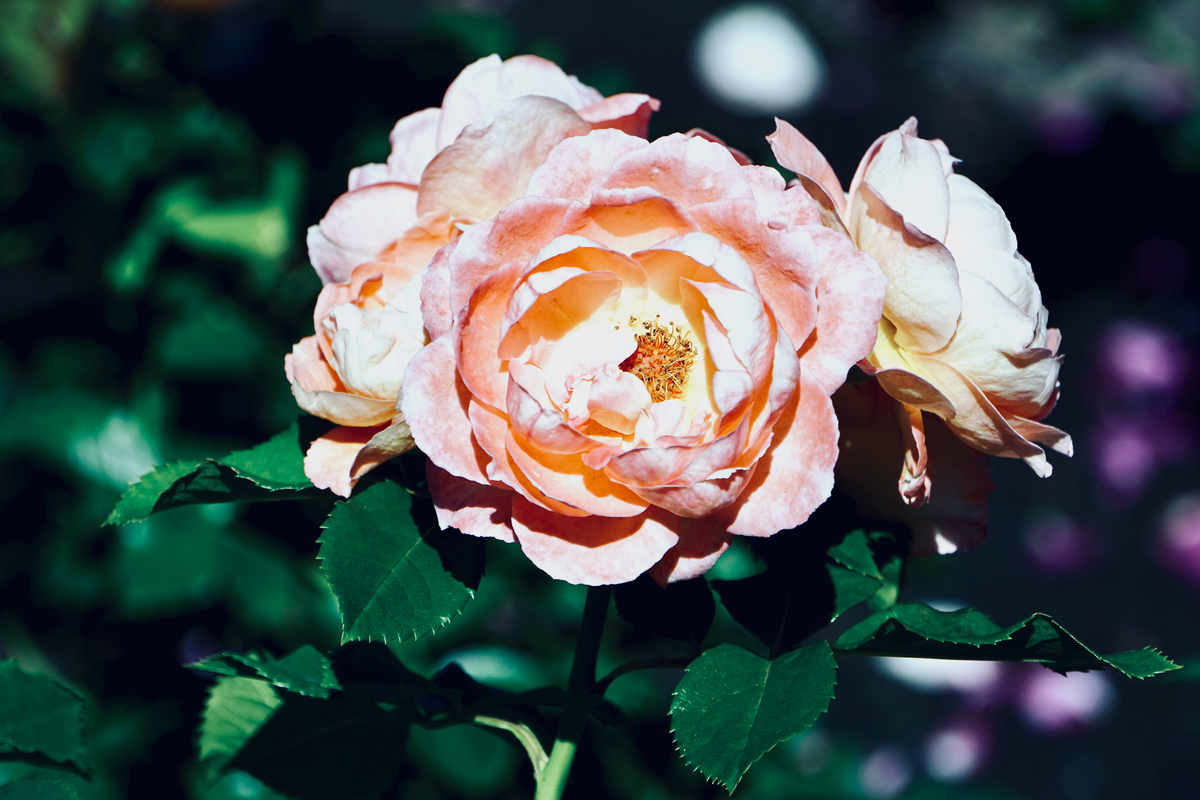 A detailed image of a blooming garden rose with vibrant pink petals and dark green leaves in outdoor setting.