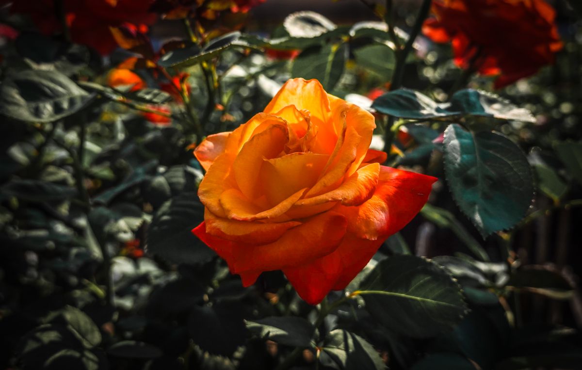 A close-up of a vibrant orange rose in a sunlit garden, showcasing its delicate petals.