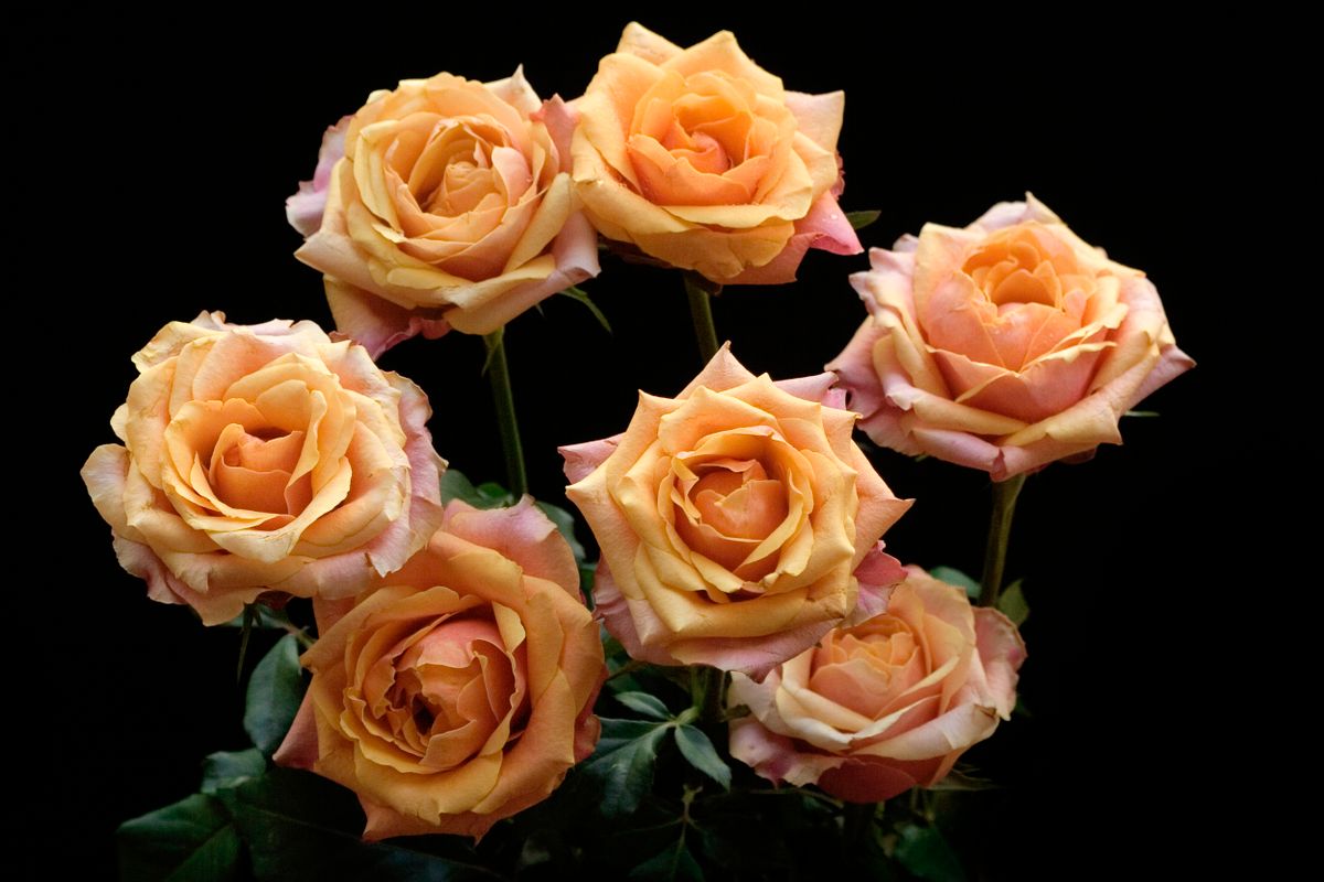 Lush bouquet of peach roses with vibrant petals set against a dark backdrop.