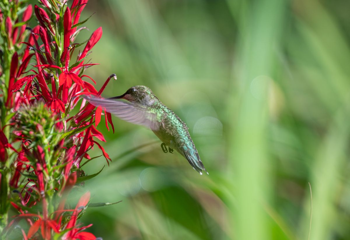 A vibrant hummingbird captured in mid-flight near striking red flowers, showcasing nature's beauty.