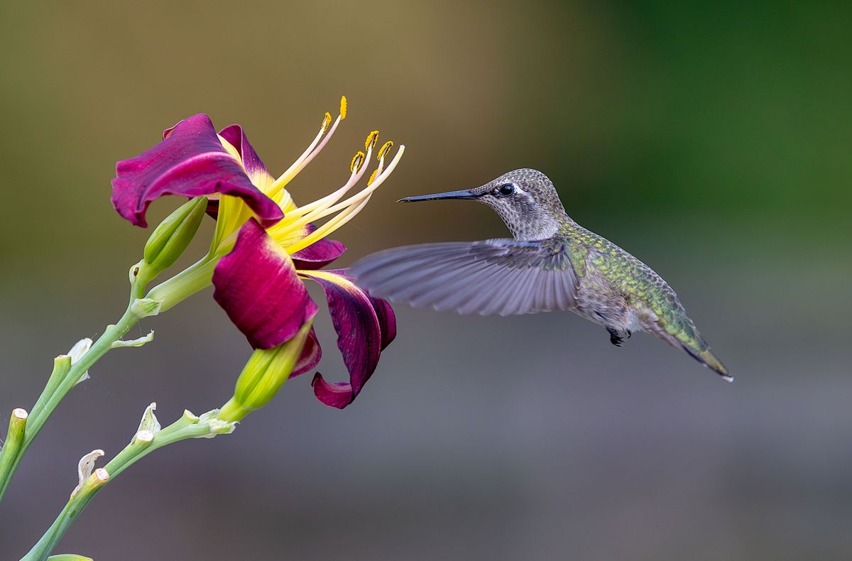 Anna's hummingbird in flight near a vibrant purple flower, showcasing wildlife's delicate beauty.