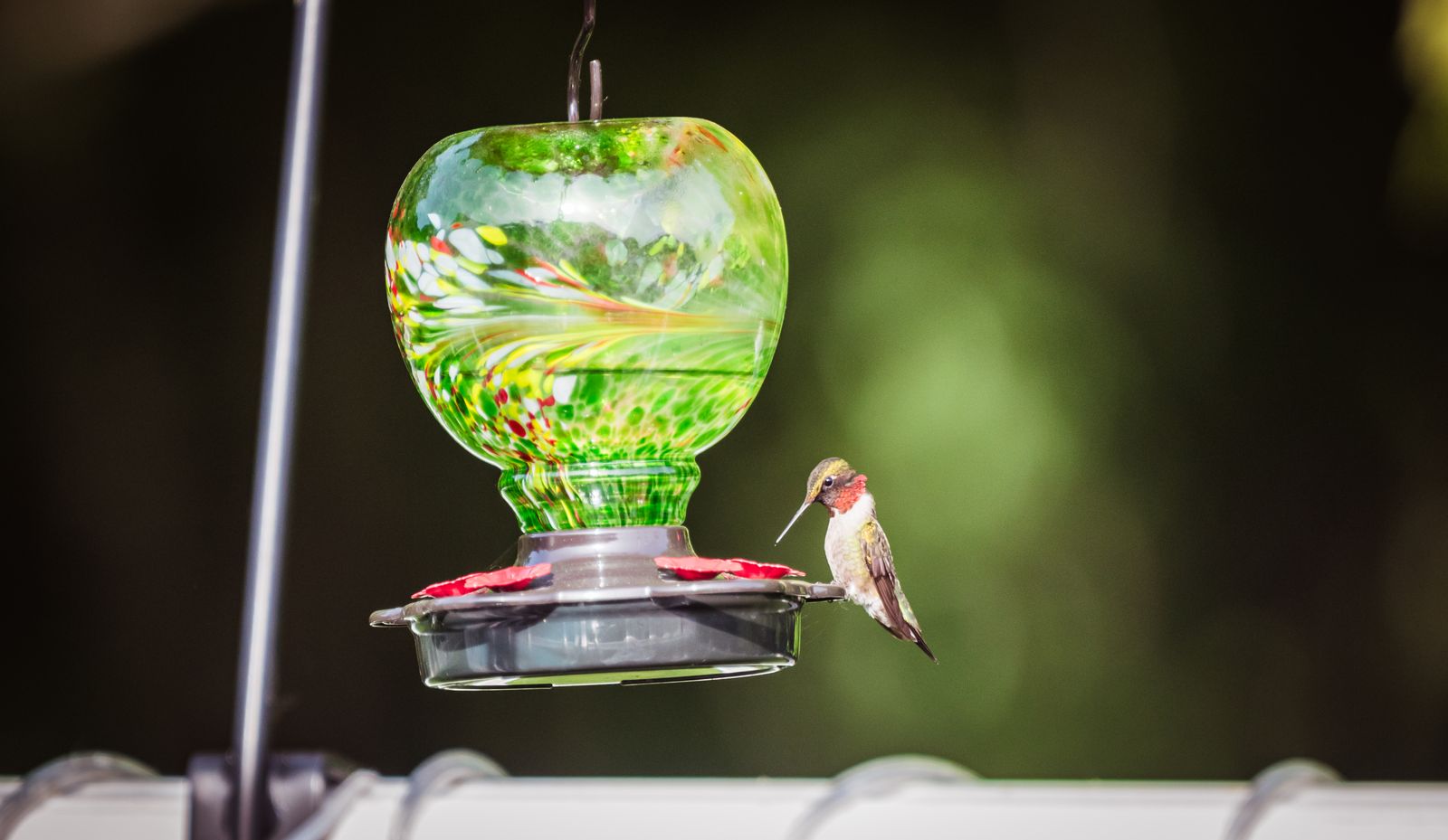 Artisanal Glass in the Garden: Frequently Asked Questions on Crafts, Lighting, and Wildlife