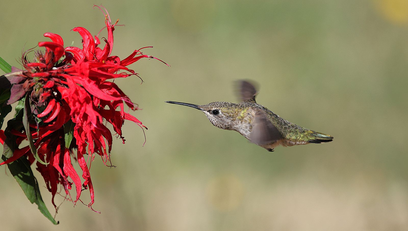 Artisanal Glass in the Garden: Frequently Asked Questions on Crafts, Lighting, and Wildlife