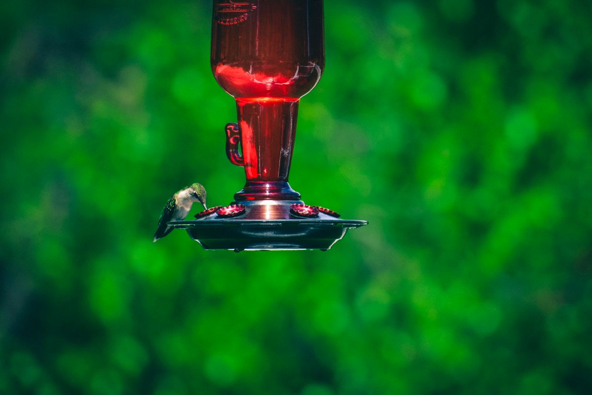 A hummingbird feeds at a red nectar feeder against a lush green background.