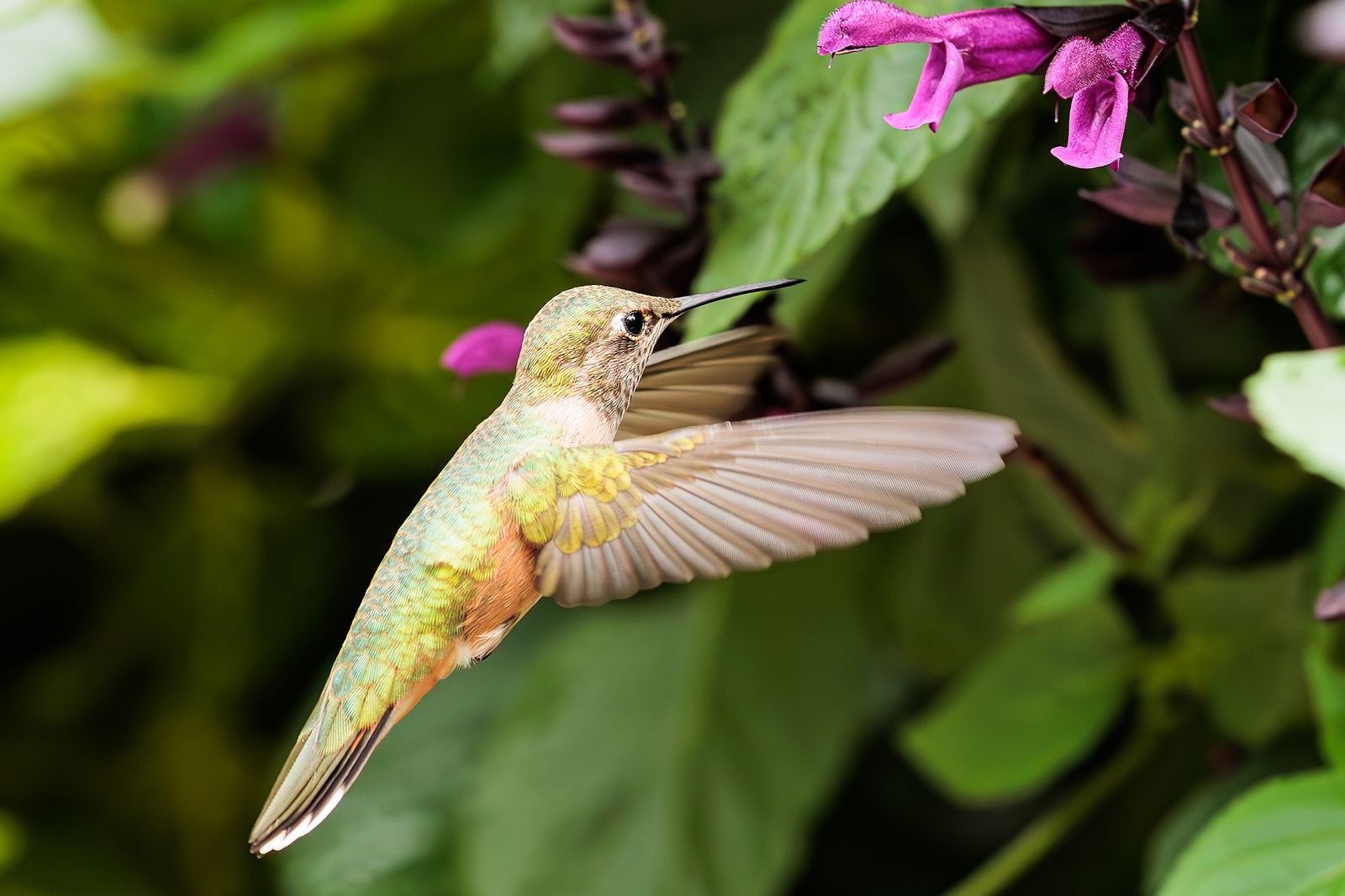 From 2,300 Degrees to Your Garden: The Craft and Artistry Behind Blown Glass Feeders