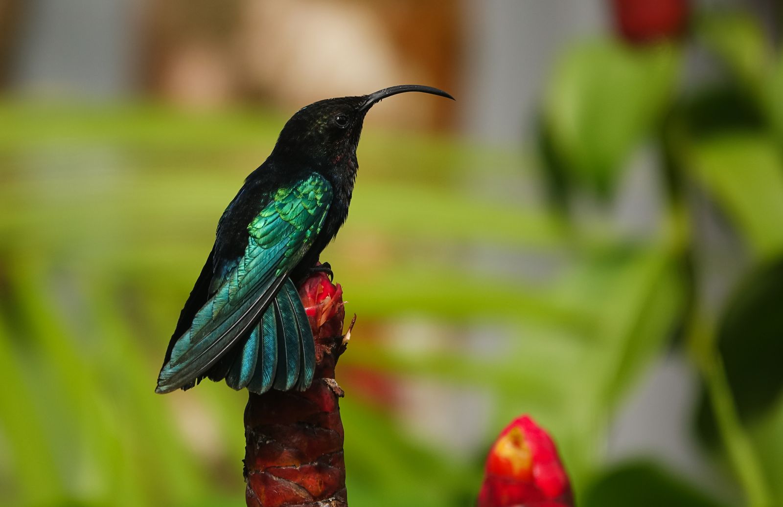 How to Attract Your First Hummingbird to a Brand-New Yard