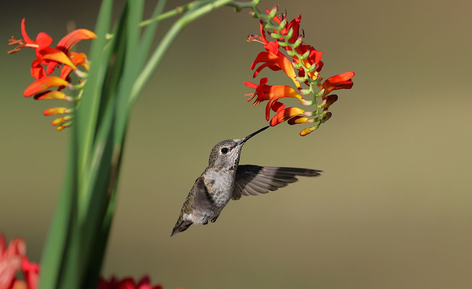 How to Attract Your First Hummingbird to a Brand-New Yard