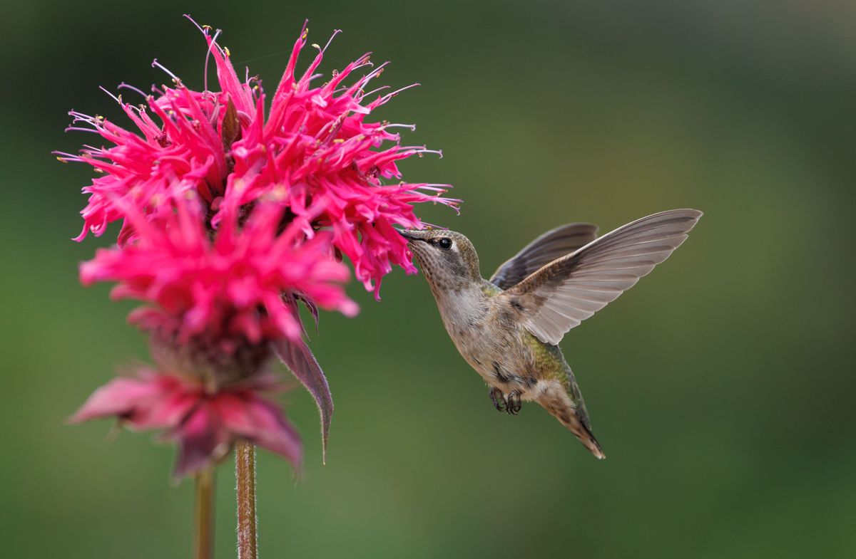 A hummingbird gracefully hovers and feeds on vivid red monarda blossoms in a lush garden setting.