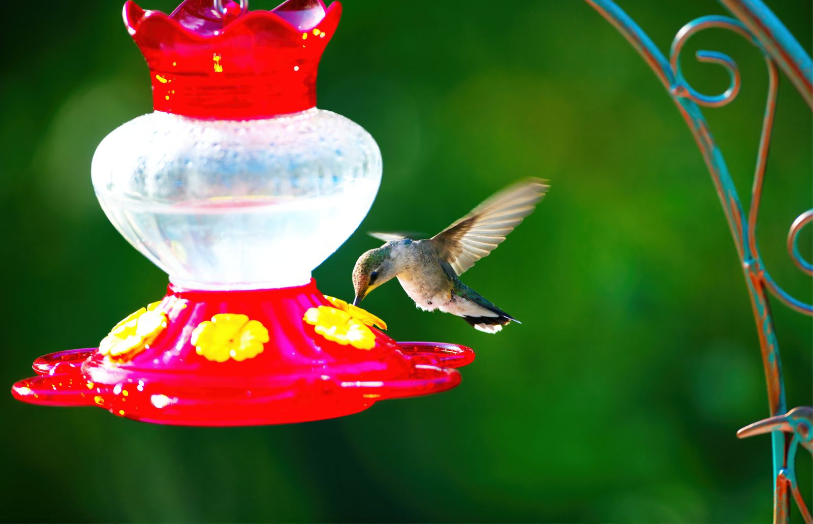 Hummingbird Feeder Setups for Balconies and Small Patios