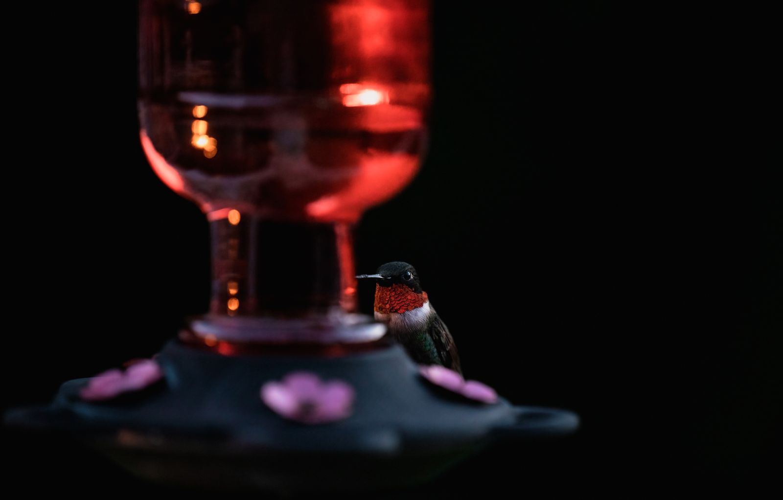 Hummingbird Feeder Setups for Balconies and Small Patios