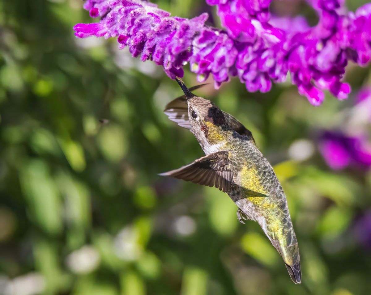 Close-up of a hummingbird feeding on vivid purple flowers with a blurred green background.
