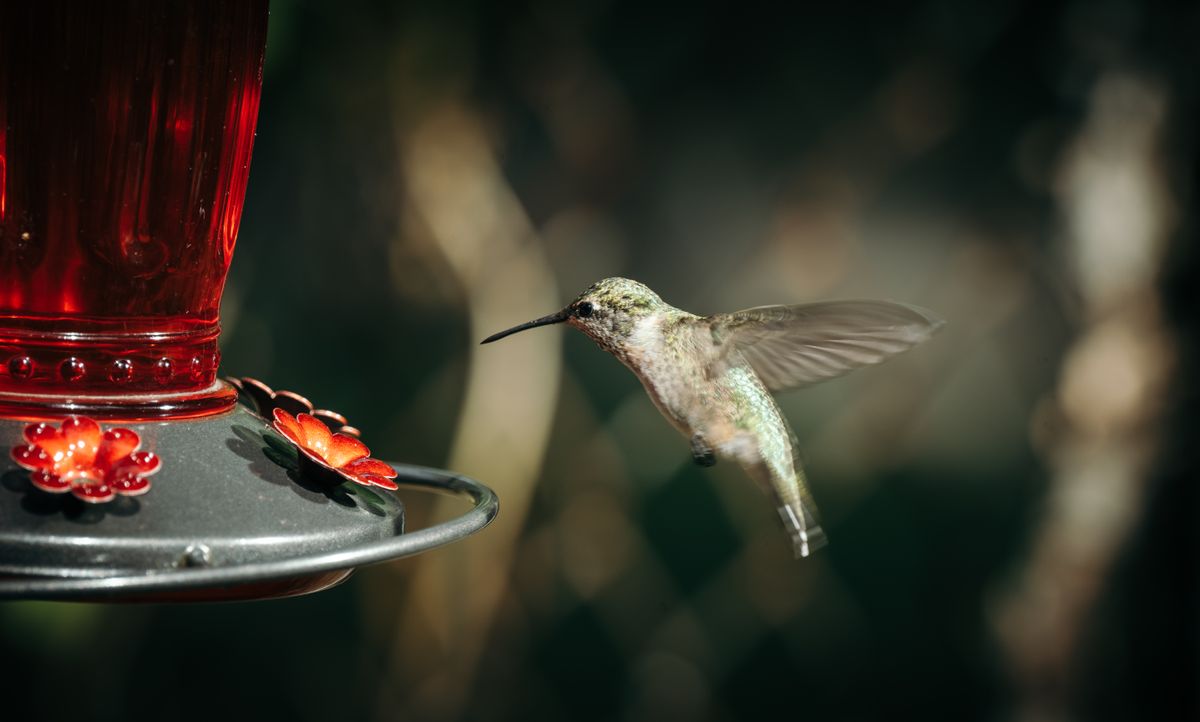 Close-up of a hummingbird feeding at a red glass feeder in a garden setting.
