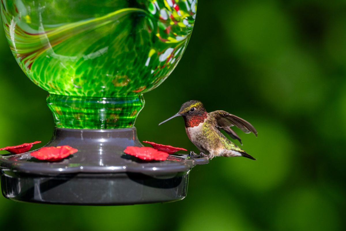A vibrant Ruby-throated Hummingbird hovering at an artistic glass feeder in a garden.