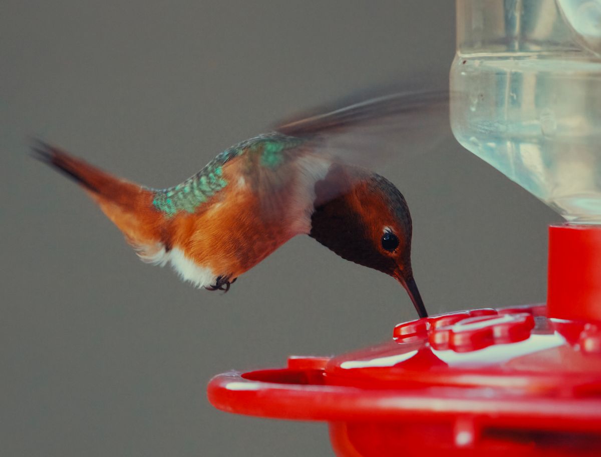 Vibrant ruby-throated hummingbird feeding from a red feeder, captured in motion.