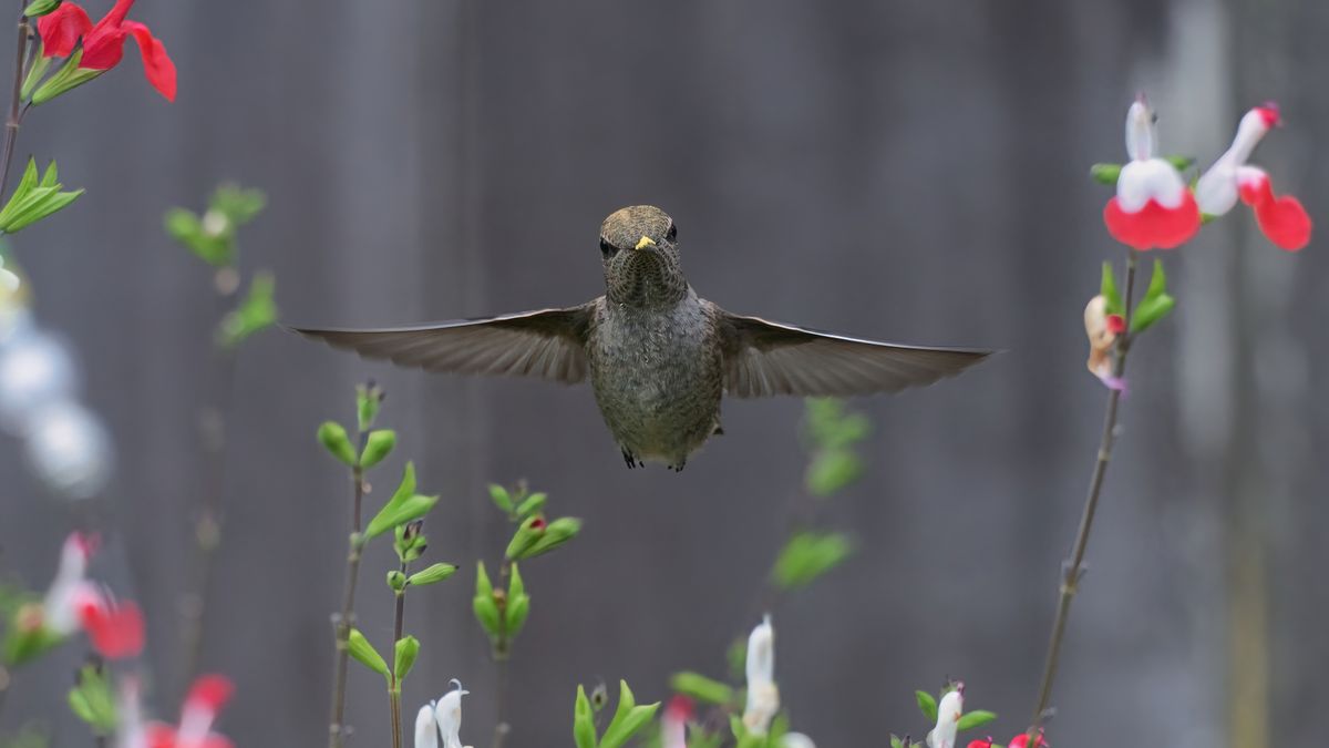 Close-up of an Anna's hummingbird in flight among colorful flowers in Lacey, Washington.