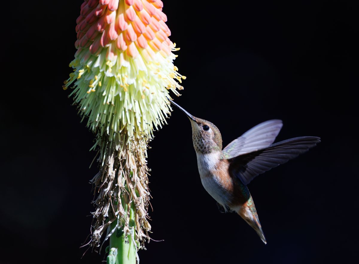 A hummingbird delicately feeds on a colorful torch lily flower against a dark background.