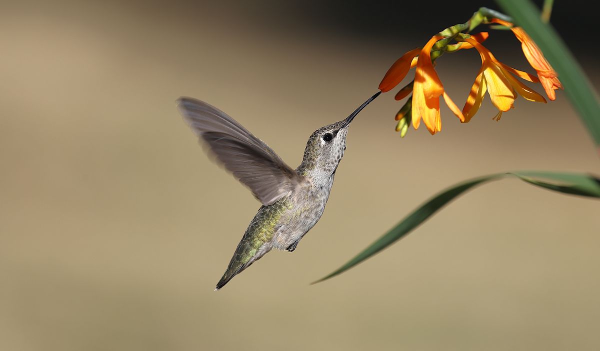 A close-up of a hummingbird feeding on a bright orange flower, captured in natural daylight.
