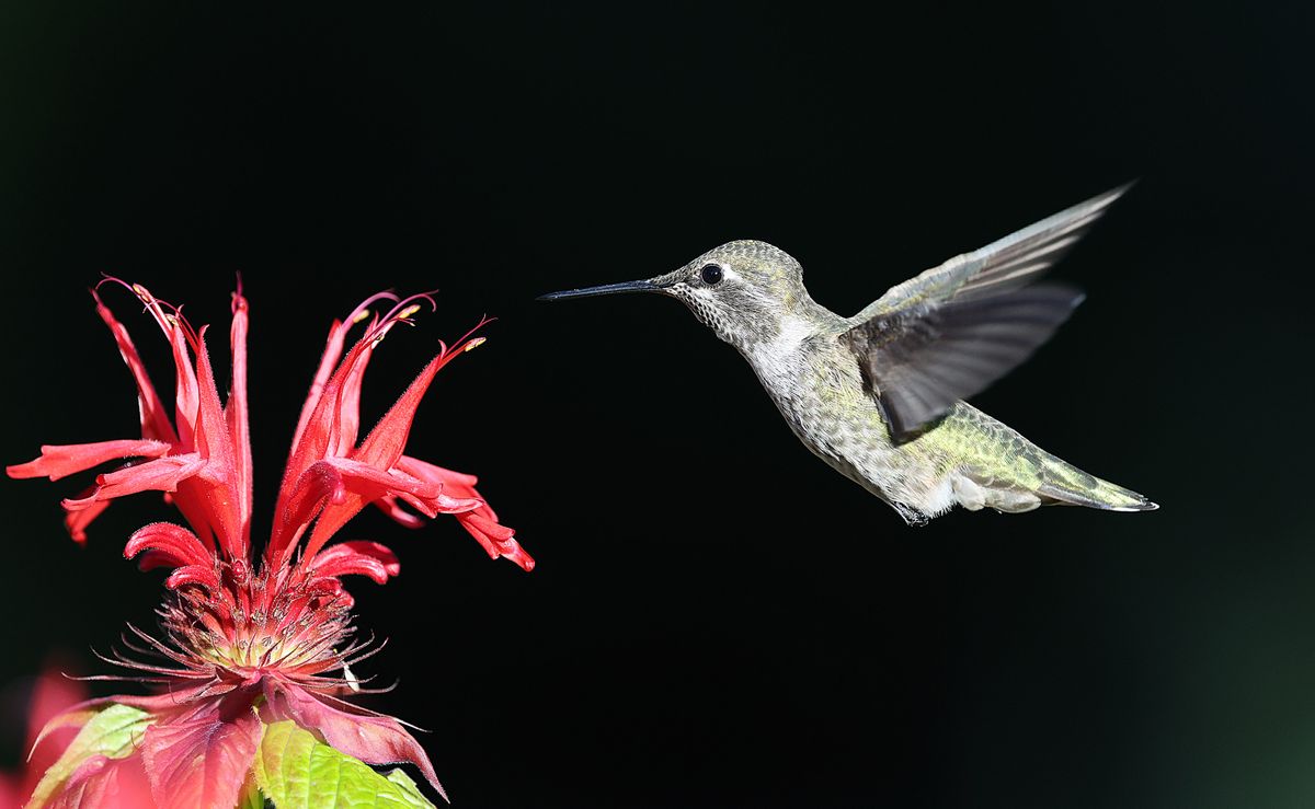 Anna's hummingbird in flight next to a vibrant red flower against a dark background.