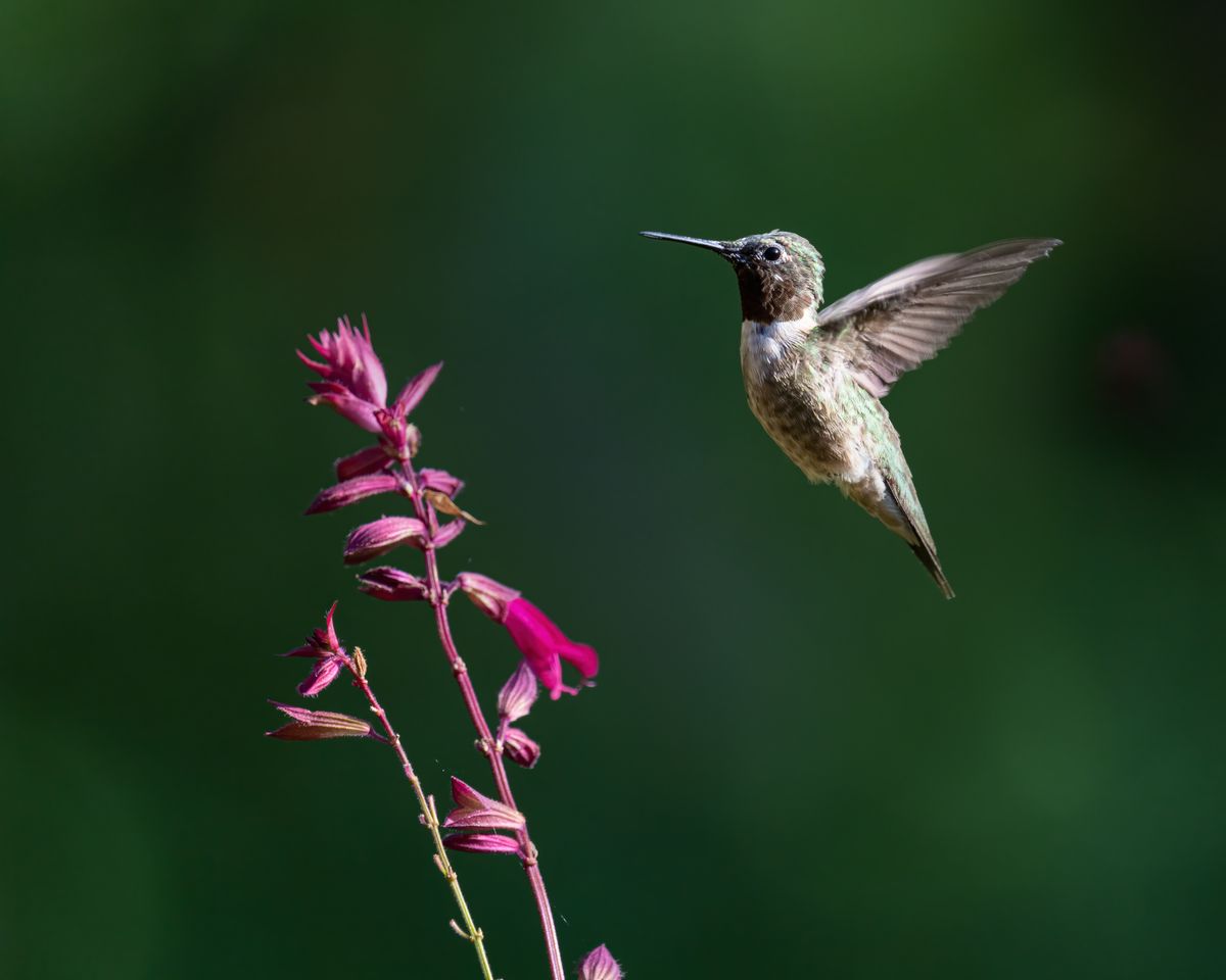 A close-up of a hummingbird hovering near bright pink flowers in outdoor setting.