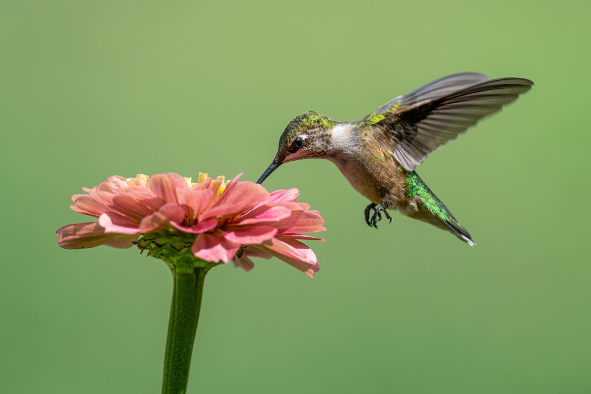 Close-up of a hummingbird feeding from a pink flower with a blurred green background.