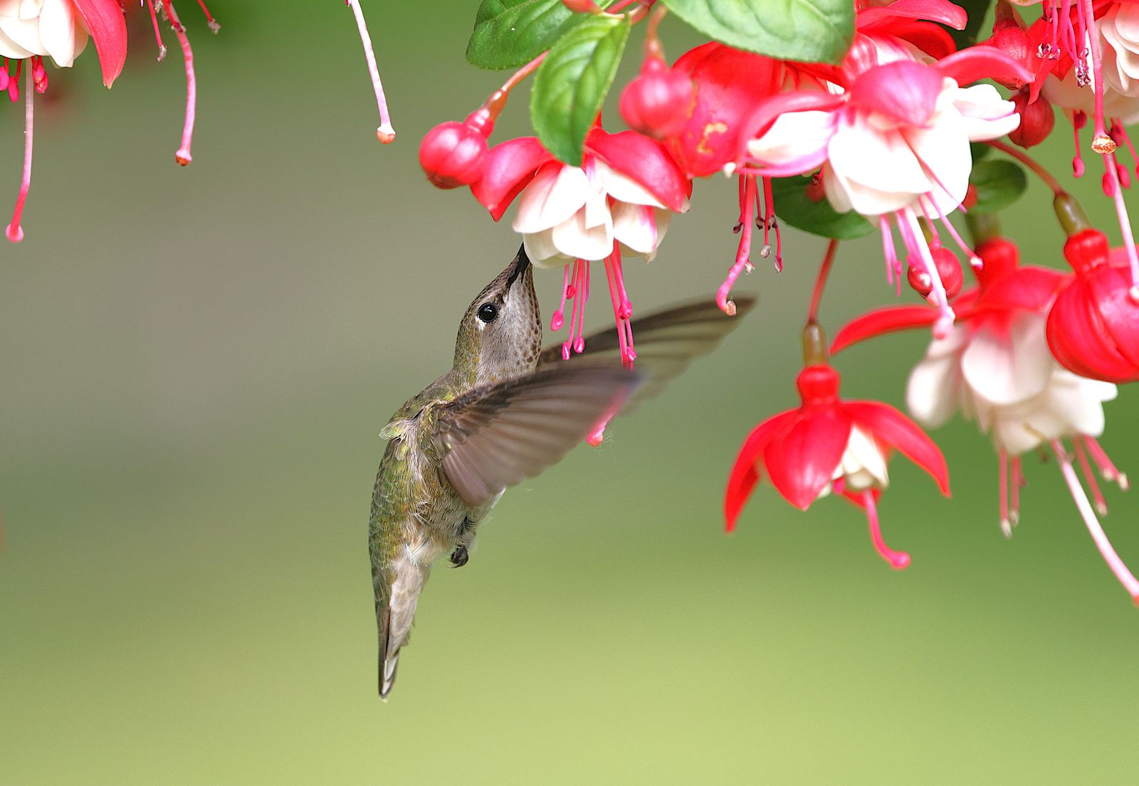 Best Leak-Proof Solar Hummingbird Feeders: Features to Look for Before You Buy