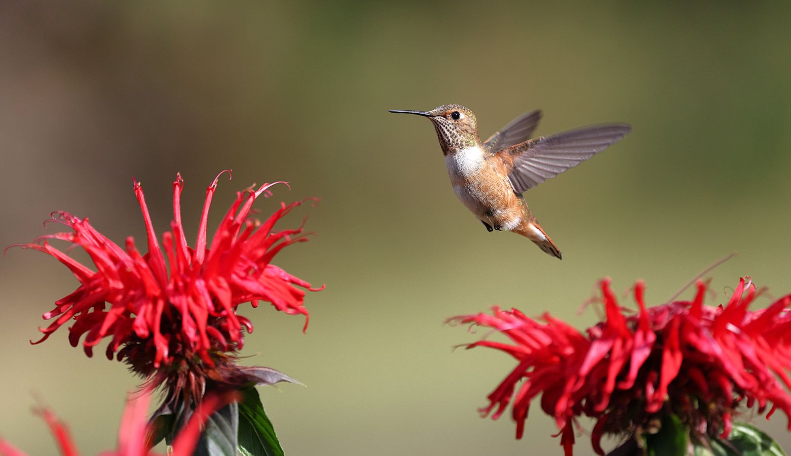 Best Leak-Proof Solar Hummingbird Feeders: Features to Look for Before You Buy