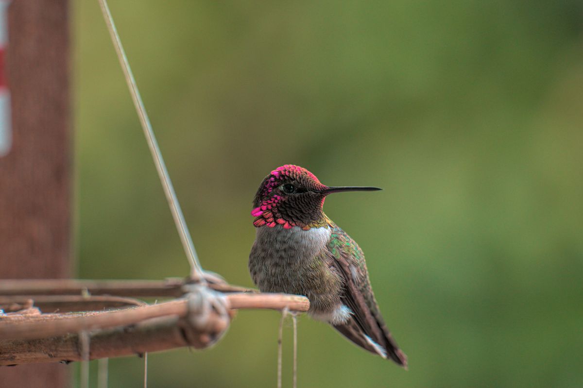 Close-up of a male Anna's hummingbird perched on a feeder in Lacey, Washington.