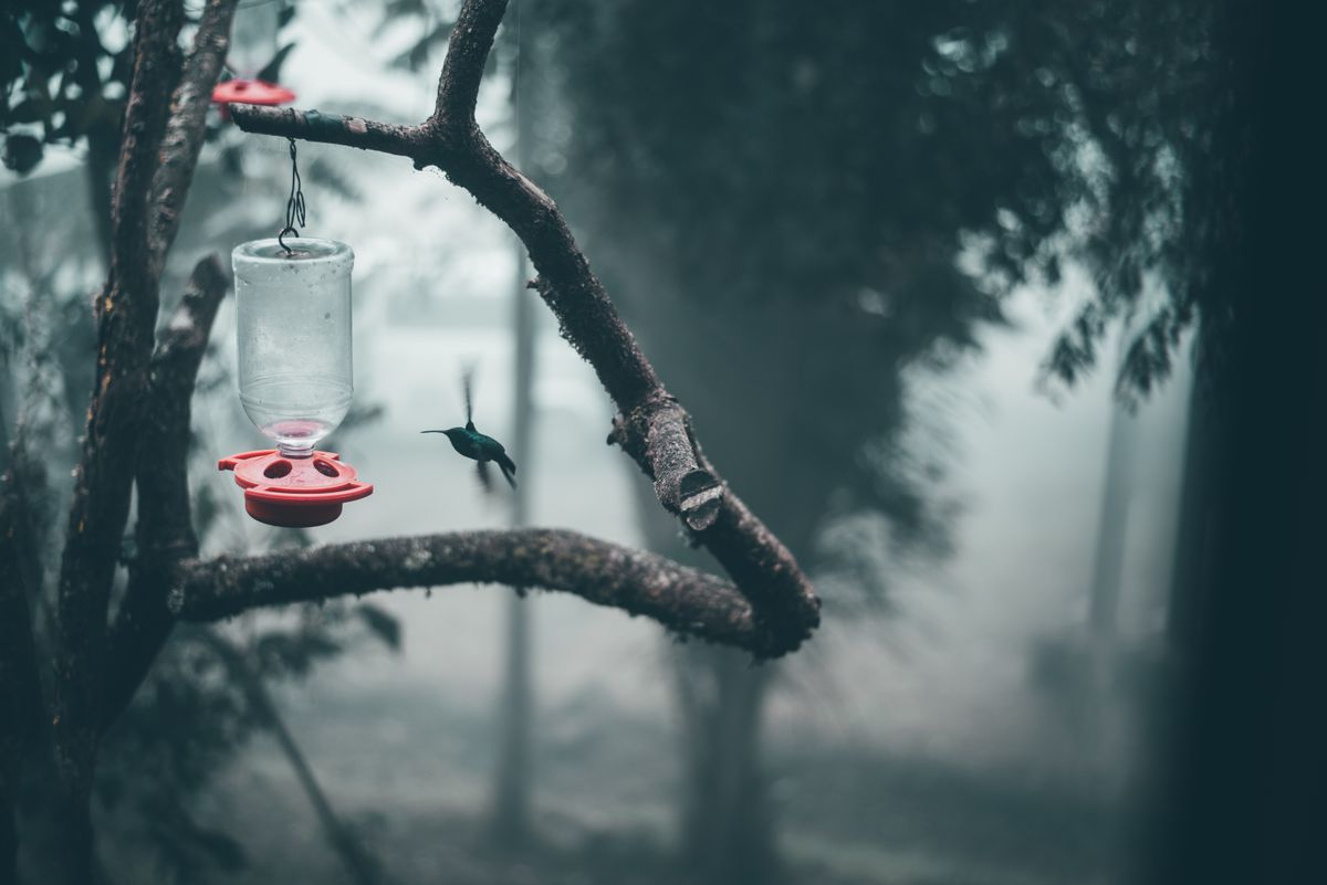 A hummingbird in motion near a feeder amidst a foggy forest in Bogotá, Colombia.